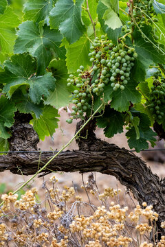 Production of grapes in the vineyards during spring in the Priorat appellation region in Catalonia in Spain