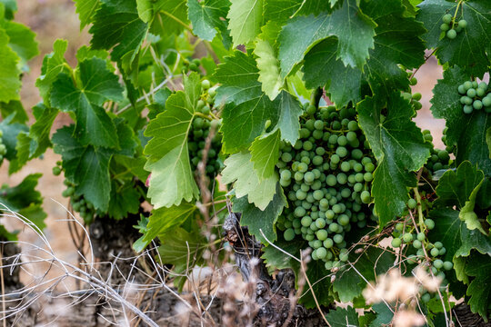 Production of grapes in the vineyards during spring in the Priorat appellation region in Catalonia in Spain