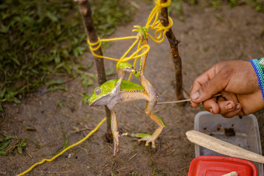 Sao Paulo, SP, Brazil - April 22 2023: Frog Kambo, in the Amazon, several indigenous tribes use the medicinal poison of this frog in rituals.