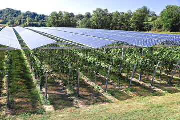 Vines covered with tranparency photovoltaic modules, hail and rain protection