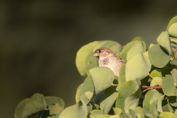 House Sparrow perched on a tree branch