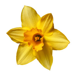 Yellow narcissus. Daffodil  flower isolated on transparent background