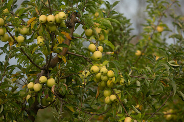 Red apples on apple tree in orchard. Ripe apples ready to harvest.