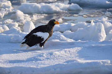 Bird watching with floating ices in winter