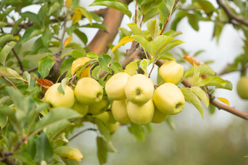 Red apples on apple tree in orchard. Ripe apples ready to harvest.
