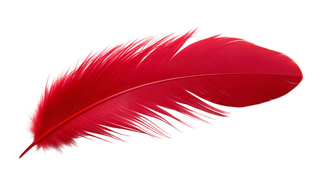 Fototapeta red feather isolated on transparent background cutout