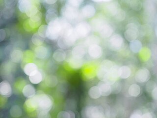 Abstract green color with shiny light for natural background