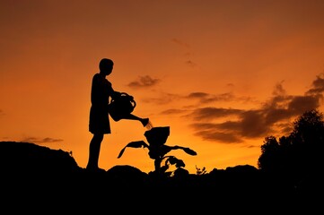 Silhouette of boy watering plants at sunset