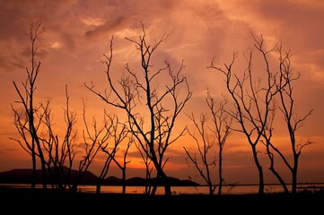 Silhouette of tree branches with twilight sky