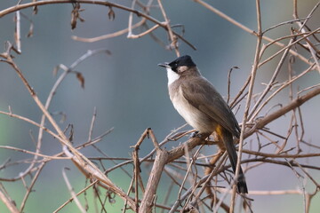 Birds: brown-breasted bulbuls (Pycnonotus xanthorrhous)