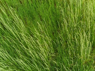 gras in the wind background