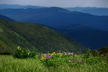Floristic biodiversity in the Carpathians. A carpet of blooming alpine meadows overlooking mountain ranges. Unique ecosystems of the Carpathian Mountains, Chornohora range, Ukraine. Photo wallpaper.
