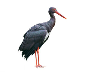 Black stork on a white background isolated