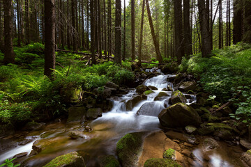 Magical raging river Prut in the mountains, in the middle of a coniferous forest, long exposure. A...