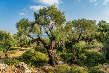 Olivenbäume in der Abendsonne