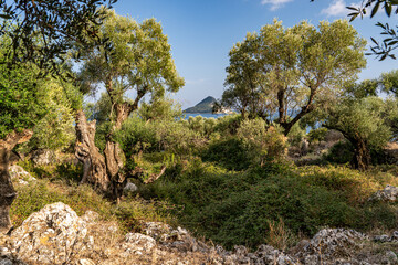 Olivenbäume in der Abendsonne