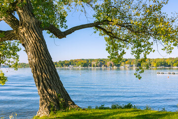 A large cottonwood tree framing Geneva Lake with Williams Bay, Wisconsin in the background in the autumn. 