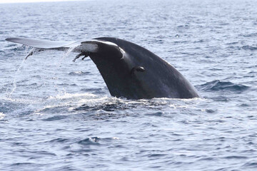 Fototapeta premium two dolphins jumping