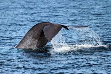 Fototapeta premium two dolphins jumping