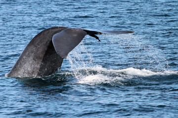 Naklejka premium dolphin jumping out of water