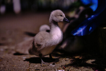 cygnet