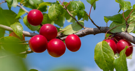Czerwone śliwki mirabelki na drzewie. Zdziczałe  drzewa śliwy domowej ( Prunus domestica L.) pięknie owocujące w plenerze. Słodkie, pełne witamin i mikroelementów (etc.)  na tle nieba niebieskiego. - obrazy, fototapety, plakaty
