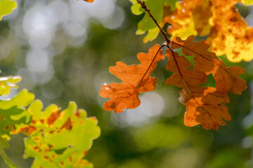 Jesienne dębowe liście  złotej barwy, w promieniach jesiennego słońca na tle drzew podczas Polskiej Złotej Jesieni .