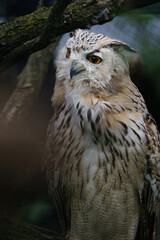 Portrait of Snowy owl in zoo