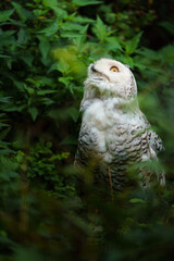 Portrait of Snowy owl in zoo