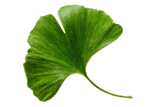 fresh leaves of the ginkgo biloba tree as part of natural medicine on white bacground