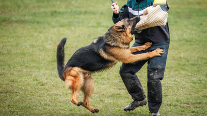 Dog training bite and defense work. Animal trainer and german shepherd police or guard dog - obrazy, fototapety, plakaty