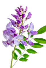 Wisteria flowering branch isolated on white with clipping path included,