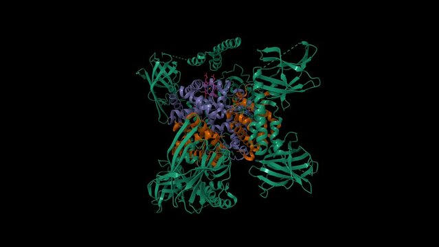 Human methemoglobin with the second and third NEAT domains of IsdH (green) from Staphylococcus aureus. Animated 3D cartoon and Gaussian surface model, chain id color scheme, PDB 4ij2, black background