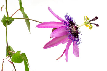 Detailed close-up of a passion flower with the botanical name passiflora violacea taken in a studio against white background - obrazy, fototapety, plakaty