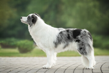 Outdoors photo of grey white blue merle border collie dog standing sideways in breed stack green...