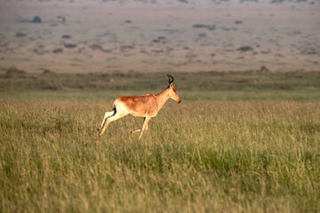 Naklejka na ściany i meble Coke's hartebeest, Alcelaphus buselaphus cokii, running in the lush grass of the Masai Mara. Early morning light.