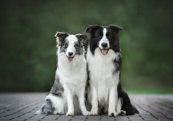 Outdoors photo of pair border collie dogs black white and blue merle sitting close and looking in...