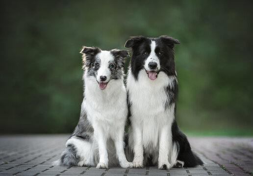 Outdoors photo of pair border collie dogs black white and blue merle sitting close and looking in camera on green summer park background