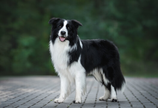 Outdoors photo of black white border collie dog standing and looking in camera on green summer park background