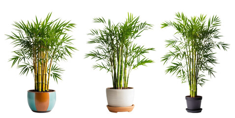 Collection of Various plants in pots with transparent background. Generative with AI