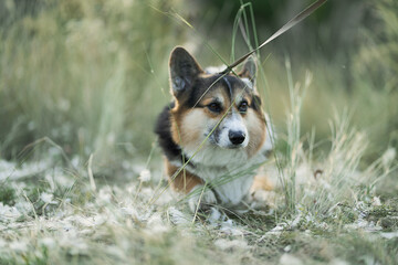 Cute fluffy Welsh Corgi puppy with short paws and a funny face, joyfully walking through the lush green grass at meadow