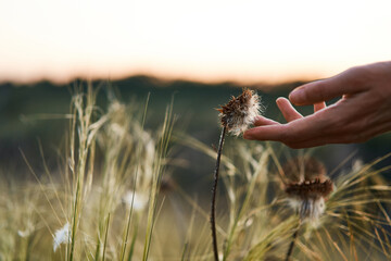 Delicate hand gently touching a wildflower against the backdrop of sunset at the meadow - 657731451