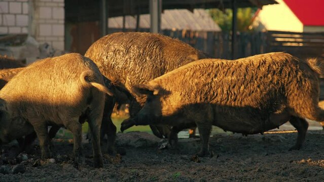 group of mangalica pigs standing and eating in the mud, hungarian domstic breed. High quality 4k footage