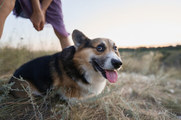 Funny cute Welsh Corgi dog sitting in field with its tongue hanging out and a smiling on its face