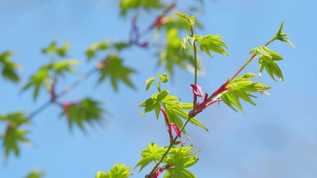 Spring Is Coming. Green Japanese Maple Tree Or Acer Palmatum. Green Japanese Maple Tree. Close up.