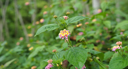 cute flowers blooming in the middle of tropical rainforest in the morning