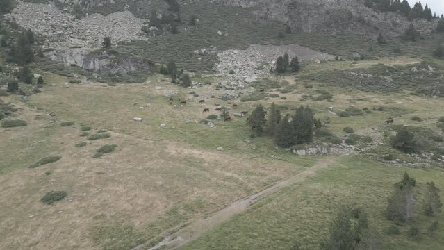 Pyrenees cows