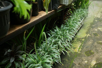 Chlorophytum comosum spider plants in the home garden in pots