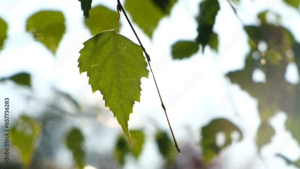 Poster the sun through the leaves of a tree. nature background. sun flare. beautiful spring sun shine throu