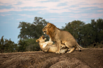 Lion attempting to mate with lioness at dawn in South Luangwa National Park, Zambia.